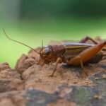 How Long Do Crickets Live?