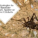 How to Get Rid of Spider Crickets